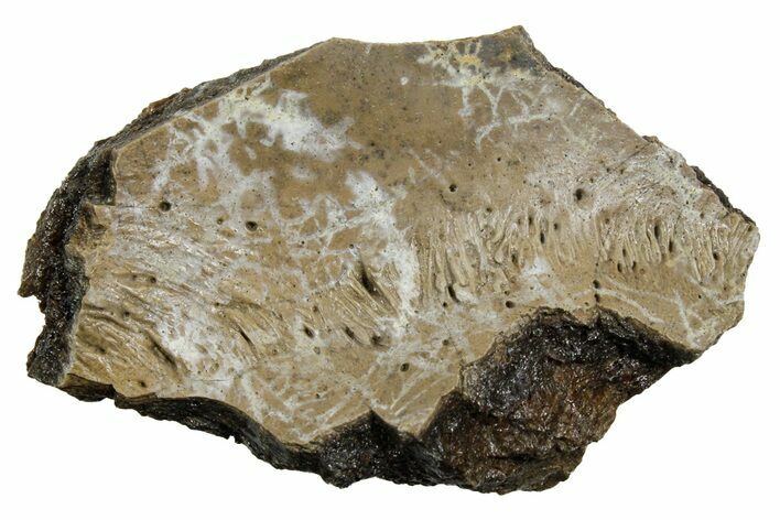 Fossil Tyrannosaur (T rex) Vertebra Section - Wyoming #350458